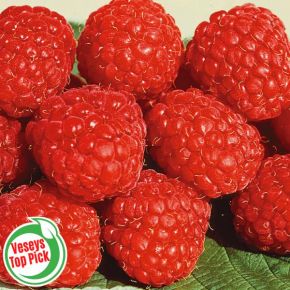 Boyne Raspberry